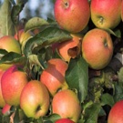 Gala Apple Tree Gala Apple Tree