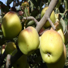 Golden Delicious Apple Tree Golden Delicious Apple Tree