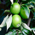 Granny Smith Apple Tree Granny Smith Apple Tree