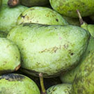 Eastern Seedling Pawpaw Tree Eastern Seedling Pawpaw Tree