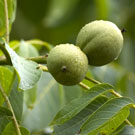 Black Walnut Tree Black Walnut Tree