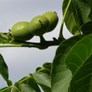 Thomas Black Walnut Tree Thomas Black Walnut Tree