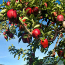 Red Delicious Apple Tree Red Delicious Apple Tree