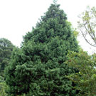 Naylor's Blue Cypress Tree