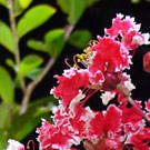 Cinnamon Ruffle Crepe Myrtle