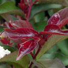 Burgundy Cotton Crepe Myrtle