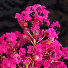 Centennial Spirit Crepe Myrtle