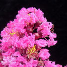 Pink Velour Crepe Myrtle