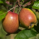 Apple Seedlings Apple Seedlings