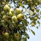Pear Seedling Pear Seedling