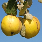 Orange Quince Orange Quince