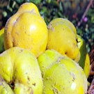 Jumbo Quince Jumbo Quince