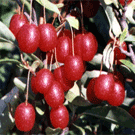 Titan Elaeagnus