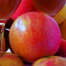 Honeycrisp Apple Tree Honeycrisp Apple Tree