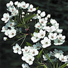 Aristocrat Flowering Pear Tree Aristocrat Flowering Pear Tree