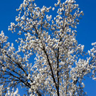 Bradford Flowering Pear Tree Bradford Flowering Pear Tree