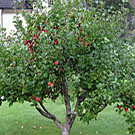 Garden Delicious Apple Dwarf Garden Delicious Apple Dwarf