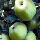 Newtown Pippin Apple Tree Newtown Pippin Apple Tree