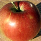 Northern Spy Apple Tree Northern Spy Apple Tree