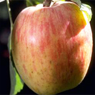 Red Gravenstein Apple Tree Red Gravenstein Apple Tree
