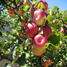 Pink Lady® Apple Tree Pink Lady® Apple Tree