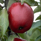 Jonathan Apple Tree Jonathan Apple Tree