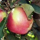 Sierra Beauty Apple Tree Sierra Beauty Apple Tree