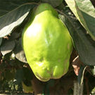 Cooke's Jumbo Quince Tree Cooke's Jumbo Quince Tree