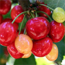 Coral Champagne Cherry Tree
