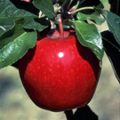 Winesap Apple Tree Winesap Apple Tree