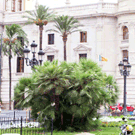 European Fan Palm Tree