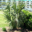 Dwarf Palmetto Palm Tree