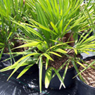 Needle Palm Tree
