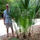 Saw Palmetto Palm Tree
