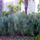 Silver Saw Palmetto Tree
