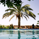 Canary Island Date Palm Tree