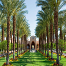 Medjool Date Palm Tree