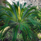 Sago Palm Tree