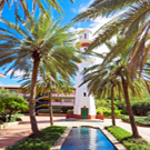 Sylvester Palm Tree