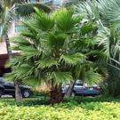 Washingtonia Palm Tree