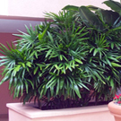 Lady Palm Tree