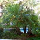 Pygmy Date Palm Tree