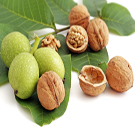Chandler Walnut Tree Chandler Walnut Tree