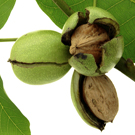 Hartley Walnut Tree Hartley Walnut Tree