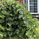 Teas Weeping Fruiting Mulberry Tree Teas Weeping Fruiting Mulberry Tree