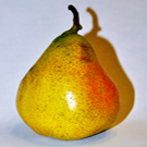 Perdue Pear Tree Perdue Pear Tree