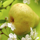 Beurre D'Anjou Pear Beurre D'Anjou Pear