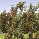 Cortland Apple Tree Cortland Apple Tree