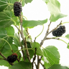 Black Beauty Mulberry Tree Black Beauty Mulberry Tree