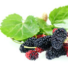Pakistan Mulberry Tree Pakistan Mulberry Tree